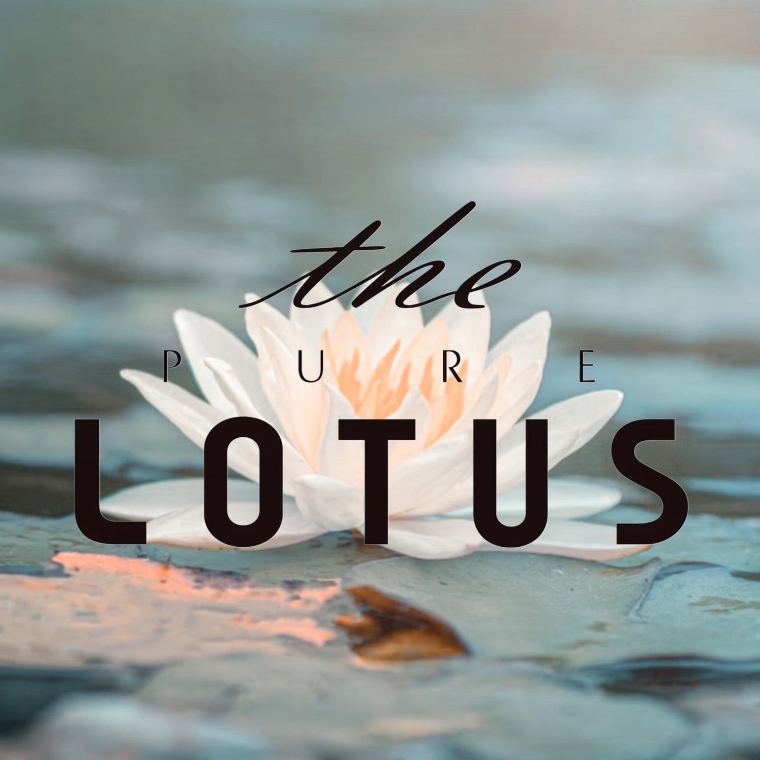 The Pure Lotus